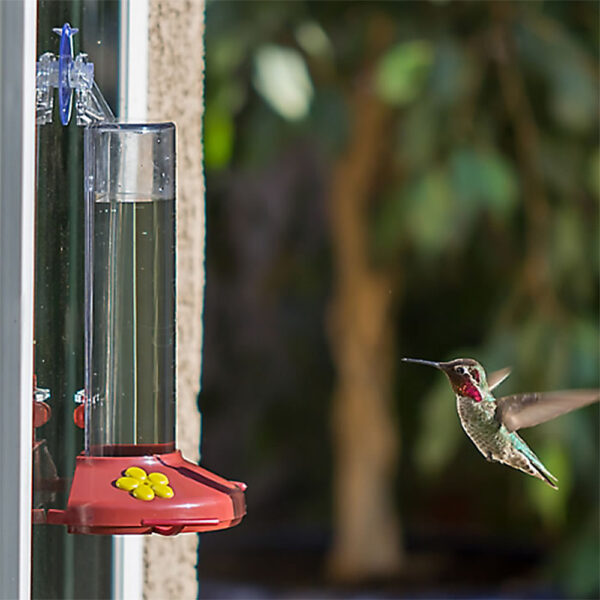 Window Hummingbird Feeder