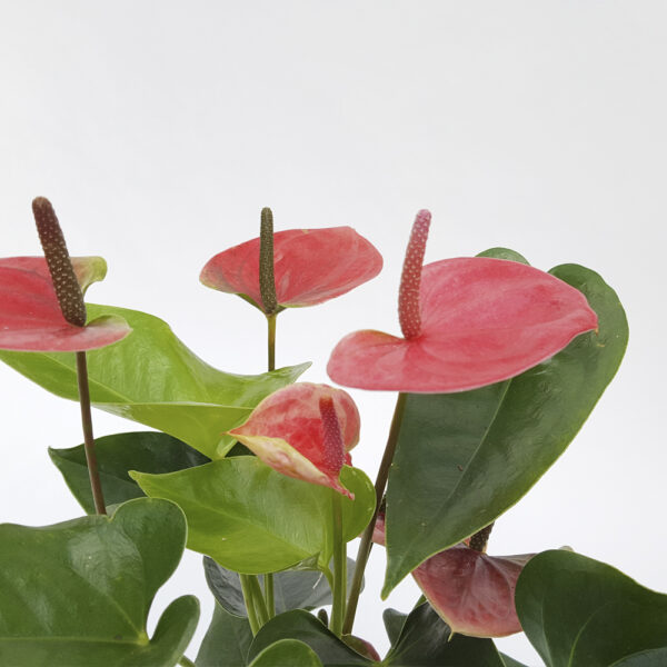 Anthurium