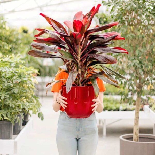 Cordyline Florica