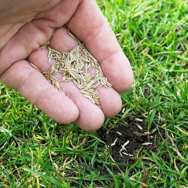 Traditional Lawn Grass Seed