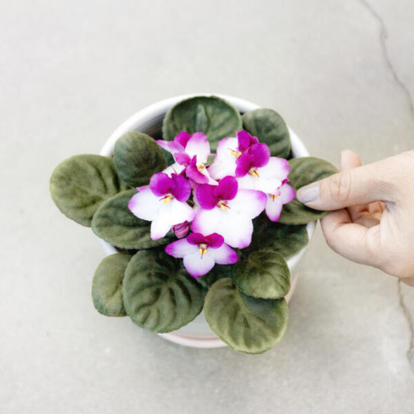 African Violet