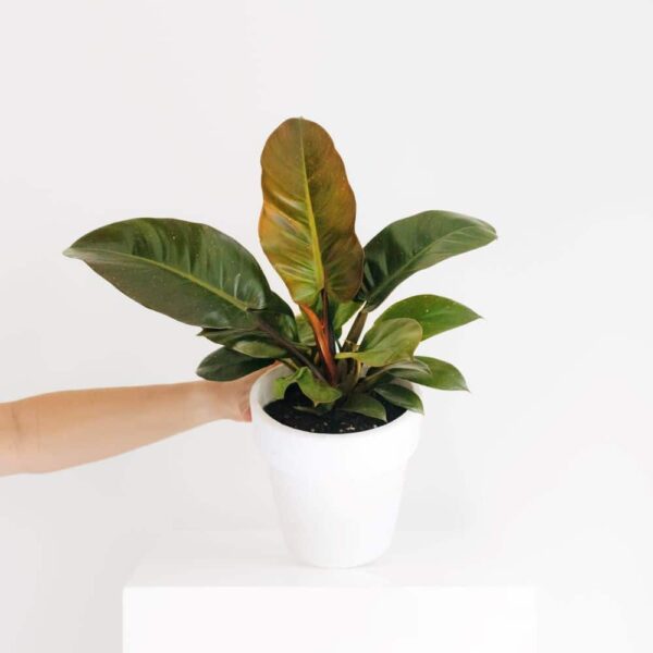 philodendron black cardinal