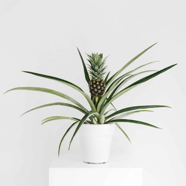 Pineapple Plant