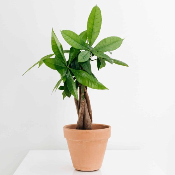 Money Plant