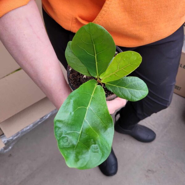 Dwarf Fiddle Leaf Fig