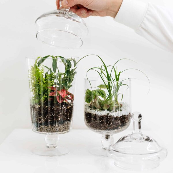 Glass Terrarium Sets