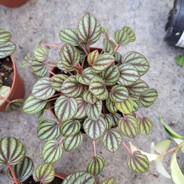 Peperomia Emerald Ripple